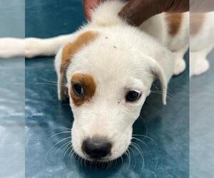 Mutt Dogs for adoption in Mobile, AL, USA