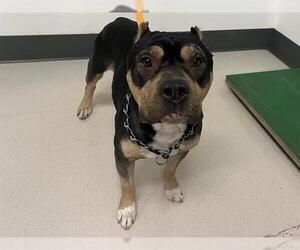 Staffordshire Bull Terrier-Unknown Mix Dogs for adoption in Corona, CA, USA