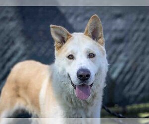 Siberian Husky-Unknown Mix Dogs for adoption in Carlsbad, CA, USA