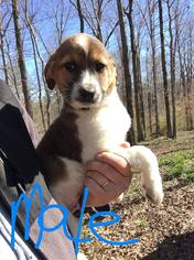 Medium Photo #1 Shepradors Puppy For Sale in Newark, DE, USA