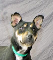 Australian Kelpie-Unknown Mix Dogs for adoption in Modesto, CA, USA