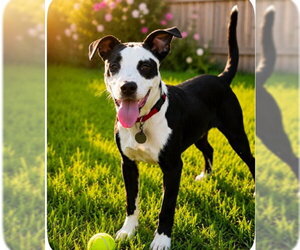 Labrador Retriever-Unknown Mix Dogs for adoption in The Woodlands, TX, USA