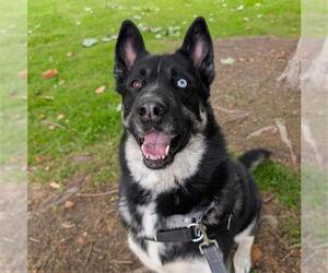 Gerberian Shepsky Dogs for adoption in Alameda, CA, USA