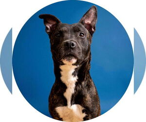American Pit Bull Terrier-Unknown Mix Dogs for adoption in Rowlett, TX, USA