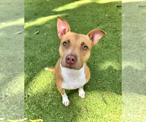 Mutt Dogs for adoption in Hilton Head, SC, USA