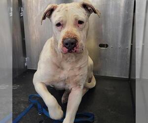 American Staffordshire Terrier-Unknown Mix Dogs for adoption in San Antonio, TX, USA