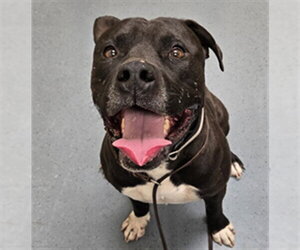 American Pit Bull Terrier Dogs for adoption in Denver, CO, USA