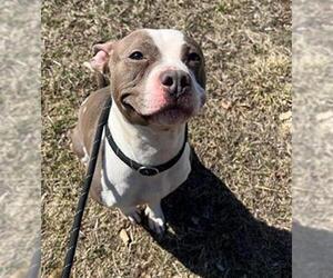 American Pit Bull Terrier Dogs for adoption in Peoria, IL, USA
