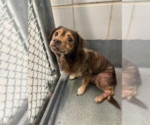 Chihuahua-Unknown Mix Dogs for adoption in San Antonio, TX, USA