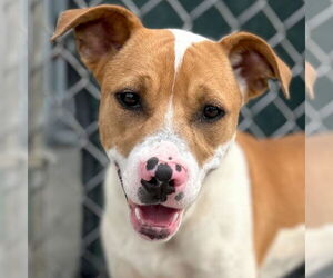 Mutt Dogs for adoption in Jefferson, WI, USA