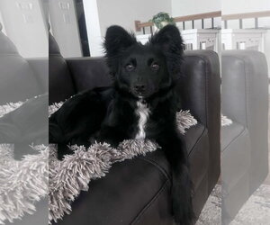 Medium Photo #5 Australian Shepherd-Rat Terrier Mix Puppy For Sale in Des Moines, IA, USA