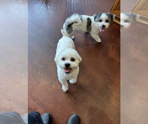 Poovanese Dogs for adoption in San Diego , CA, USA