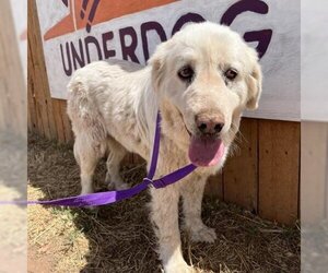 Great Pyrenees Dogs for adoption in Moab, UT, USA