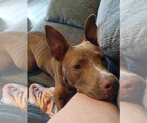 American Staffordshire Terrier-Unknown Mix Dogs for adoption in San Antonio, TX, USA