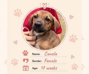 Dachshund Dogs for adoption in NYC, NY, USA