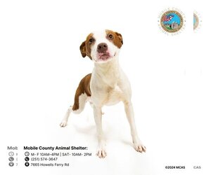 American Bulldog-Unknown Mix Dogs for adoption in Mobile, AL, USA