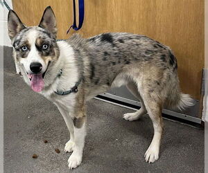 Mutt Dogs for adoption in Forestville, MD, USA