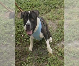 American Staffordshire Terrier Dogs for adoption in Fort Lauderdale, FL, USA