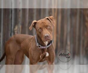 American Pit Bull Terrier Dogs for adoption in Laramie, WY, USA