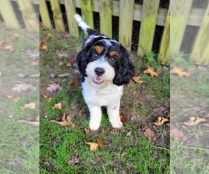 Cavalier King Charles Spaniel-Unknown Mix Dogs for adoption in Dahlgren, VA, USA