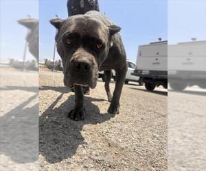 Mutt Dogs for adoption in San Bernardino, CA, USA