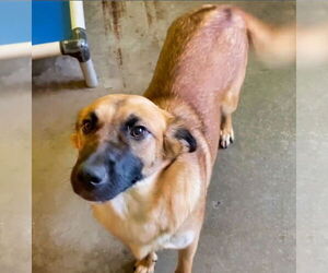 Mutt Dogs for adoption in Minneapolis, MN, USA