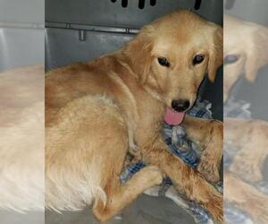 Golden Retriever Dogs for adoption in Coventry, RI, USA