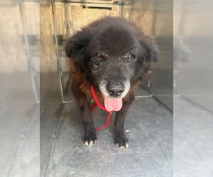 Chow Chow-Unknown Mix Dogs for adoption in Pasadena, TX, USA