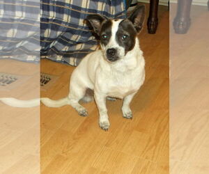 Wapoo Dogs for adoption in Crossville, AL, USA