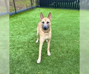 Mutt Dogs for adoption in Salinas, CA, USA