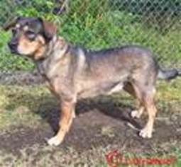 Rottweiler-American Pit Bull Terrier Dogs for adoption in Kailua Kona , HI, USA