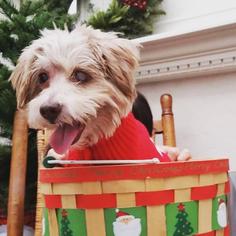 Glen of Imaal Terrier Dogs for adoption in Rancho Santa Fe, CA, USA