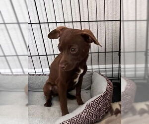 Chihuahua-Unknown Mix Dogs for adoption in Bolivar, MO, USA