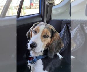 Beagle-Unknown Mix Dogs for adoption in Minneapolis, MN, USA