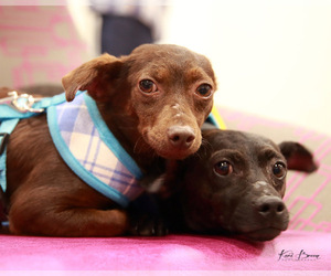 Chihuahua Dogs for adoption in fort worth, TX, USA