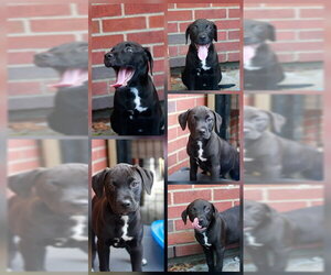 Mutt Dogs for adoption in Boston, MA, USA