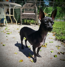 Medium Photo #1 Chihuahua Puppy For Sale in Royal Palm Beach, FL, USA