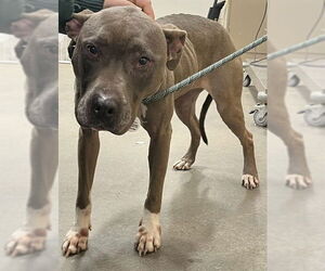 Mutt Dogs for adoption in Forestville, MD, USA