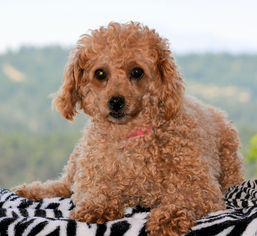 Medium Photo #1 Poodle (Toy) Puppy For Sale in Bon Carbo, CO, USA
