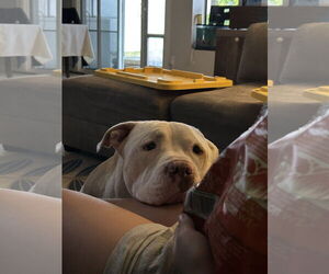 American Bulldog-Unknown Mix Dogs for adoption in Chandler, AZ, USA