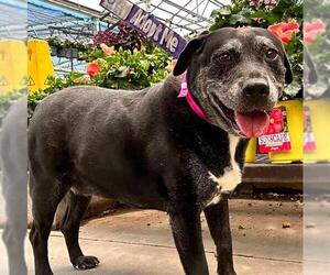 Mutt Dogs for adoption in Las Vegas, NV, USA
