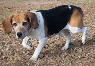 Beagle Dogs for adoption in Oxford, NC, USA