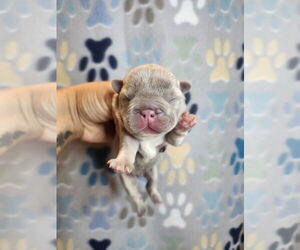 French Bulldog Dogs for adoption in Oakland Park , FL, USA