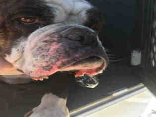 American Bulldog Dogs for adoption in Hanford, CA, USA