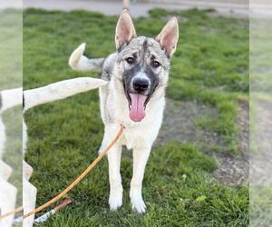 Gerberian Shepsky Dogs for adoption in Modesto, CA, USA