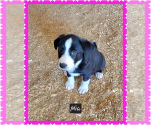 Border Collie-Unknown Mix Dogs for adoption in Granbury, TX, USA