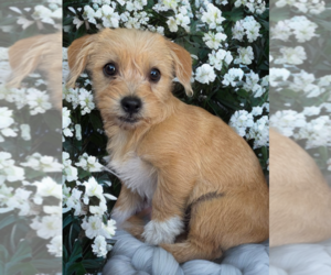 Mutt Dogs for adoption in Newport Beach, CA, USA