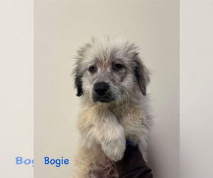 Great Pyrenees-Unknown Mix Dogs for adoption in New York, NY, USA