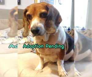 Beagle Dogs for adoption in Dunnellon, FL, USA