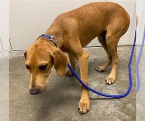 Redbone Coonhound Dogs for adoption in Rosenberg, TX, USA